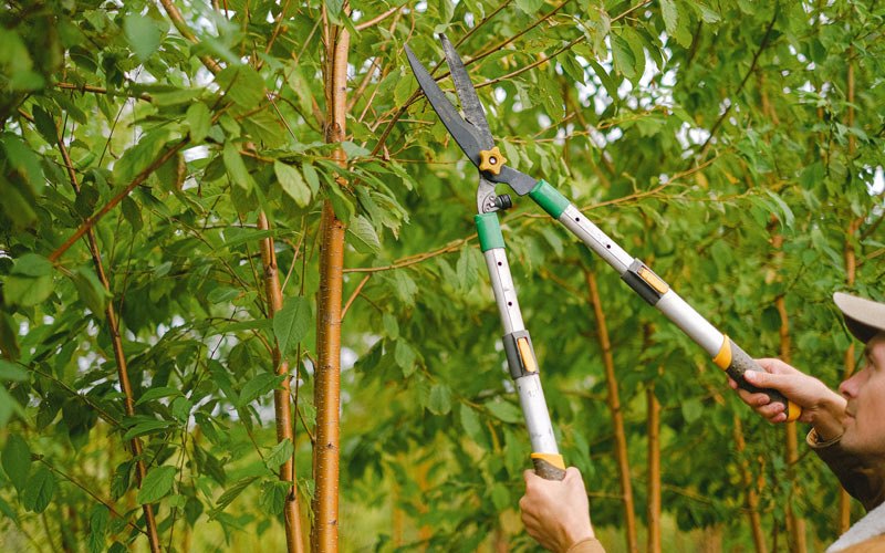 Tree trimming in Elko New Market, MN